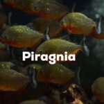 Piragnia