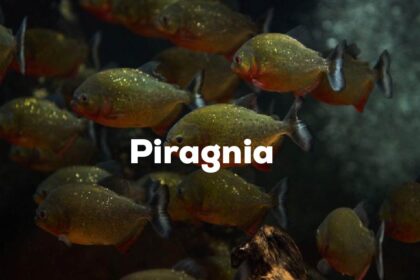 Piragnia