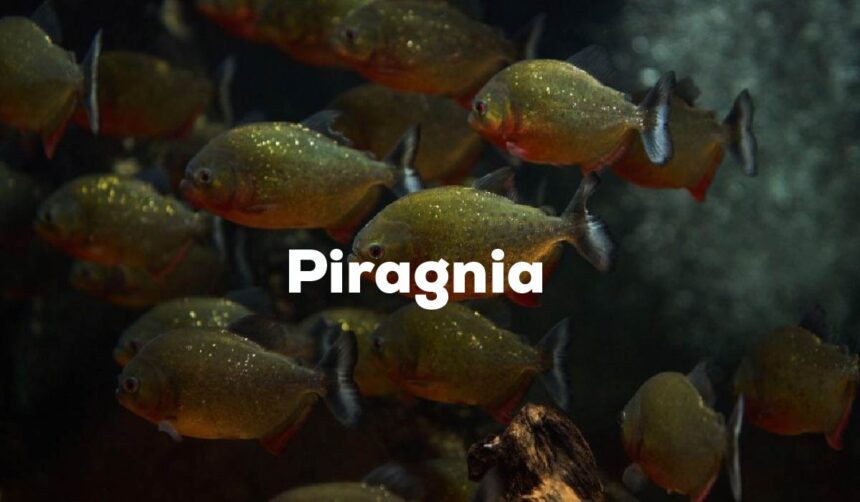 Piragnia