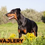Rodwajlery